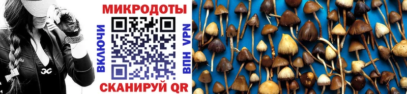 Псилоцибиновые грибы Psilocybe Белорецк